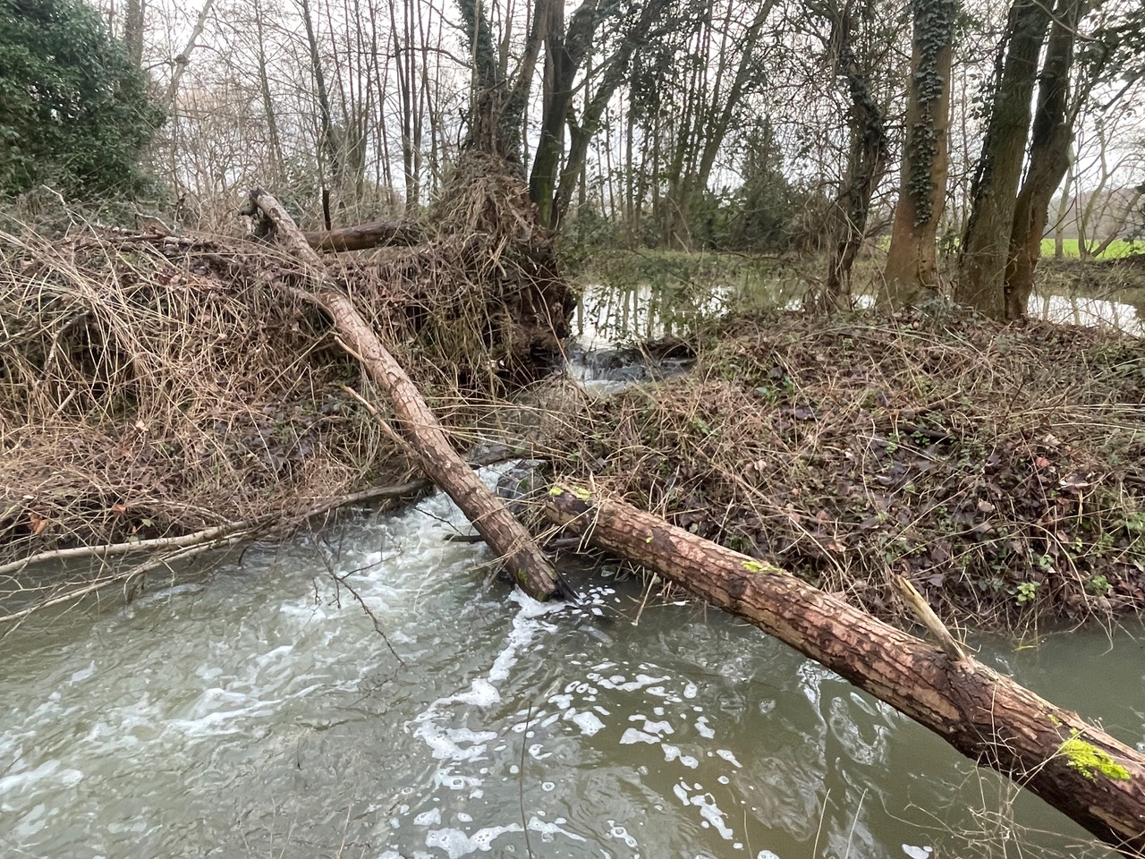 Dingley Wood Embankment